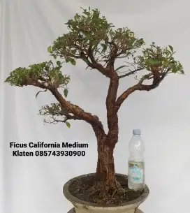 Bonsai ficus california natural A