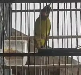Burung samyong gacor jukukan 1001 suara