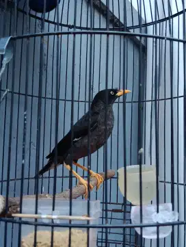 Burung jalak kebo