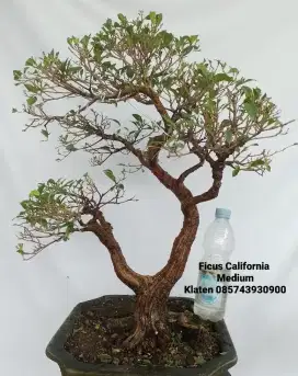 Bonsai california natural B