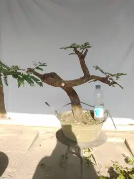 Bonsai asem jawa meliuk A