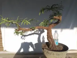 Bonsai asem jawa meliuk B