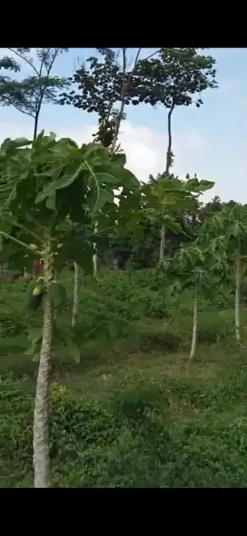 DIJUAL TANAH MURAH DAN STRATEGIS