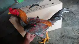 Ayam Mangon Anti Lock, super slot/nyelot