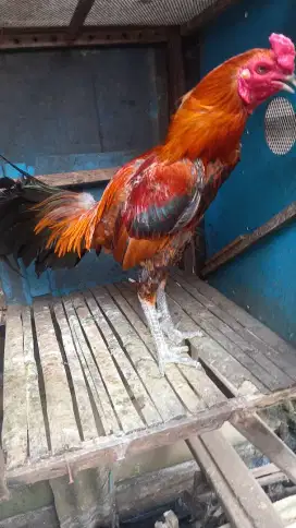 Ayam jago mangon