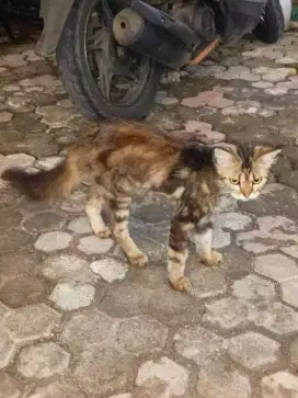 Indukan kucing mainecoon asli