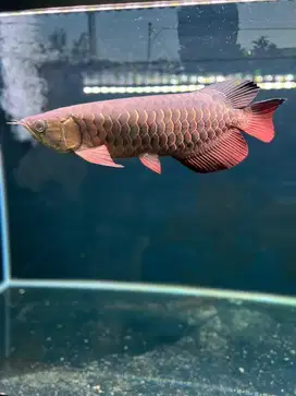 Arwana Golden Red GR