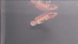 Ikan Channa Auranti