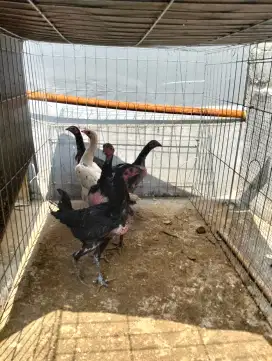 Ayam Kampung betina