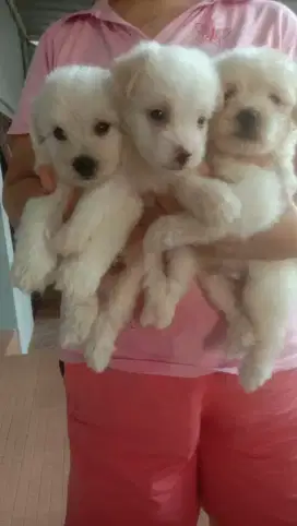 Mini maltese white betina dan jantan