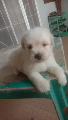 Mini maltese white betina dan jantan