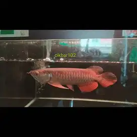 ikan arwana golden red arowana super red