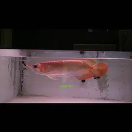 Ikan Arwana arowana Super Red bisa tt