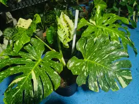 Tanaman monstera thai constellation