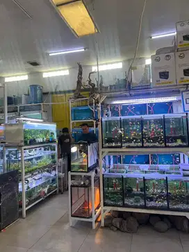 Dicari Karyawan Pria untuk Toko Aquarium Ikan Hias Daerah Kopo Bandung