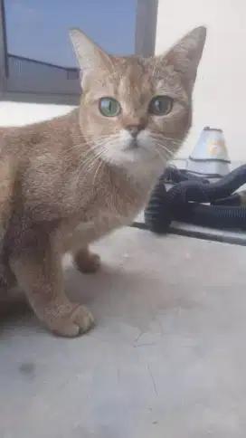 Gromin Panggilan Murah