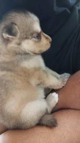 Anak anjing husky x german shepherd