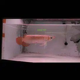 Arwana arowana ikan golden red super red