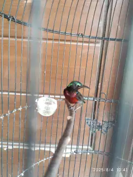 burung konin ( kolibri ninja)