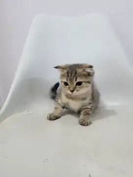 Scottish Fold Betina