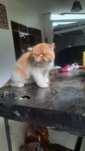 Groming Panggilan Termurah