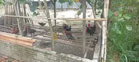Ayam Kampung Kutalimbaru