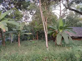 Dijual kebun durian
