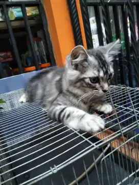 Kucing Persia medium