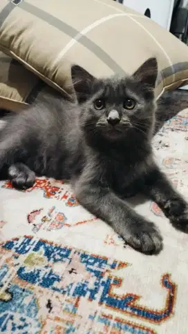 Kucing Persia medium