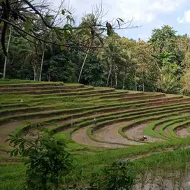Kebun murah view sawah di tabanan