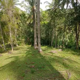 Tanah Kebun murah di tabanan