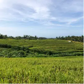 Tanah murah view sawah ,Gunung Dan laut