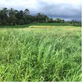 Tanah view exotis dekat pantai di Selemadeg