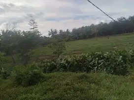 Jual Tanah di Kab.Sorong Depan pasar Induk mariat