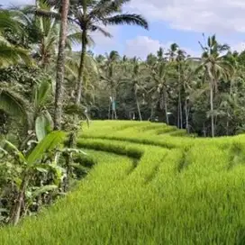 Tanah Kebun produktif view sawah Dan sungai