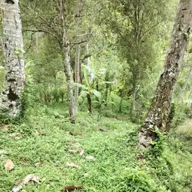 Tanah Kebun produktif Pemilik BUC