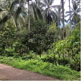 Tanah view sawah Dan laut