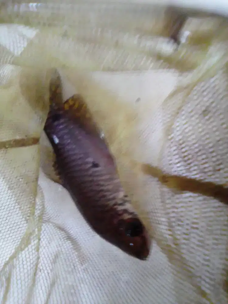 ikan pasat muara