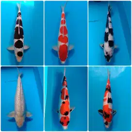 Koi Show Quality &High Quality