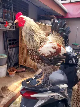 Ayam Brahma Jantan