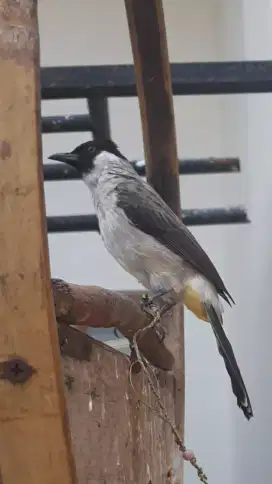 Kutilang pikat masih muda