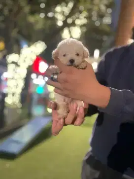 Tinny poodle umur 2,5 bulan