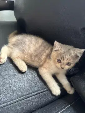 Jual kucing british short hair kitten