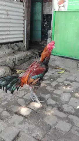 Ayam jago jantan