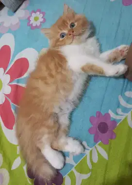 Lepas adop kucing persia jantan oren