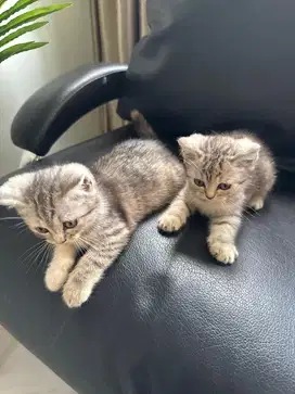 Jual kucing british short hair kitten