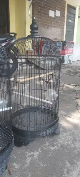 Kandang Lovebird