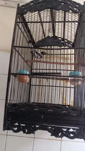 Kacer tretes rajin
