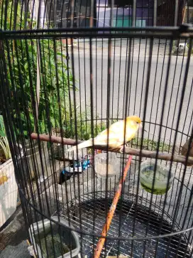 Burung kenari betina dewasa