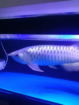 Ikan Arwarna Golden Red